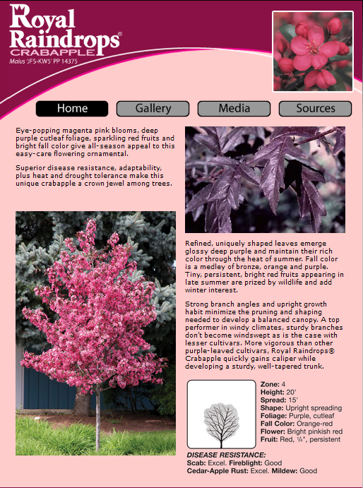 Royal Raindrops Crabapple tree guide