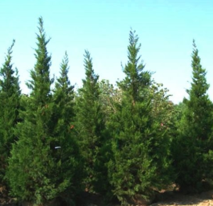 Hetz JuniperÂ trees