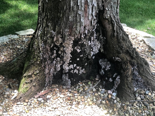 tree roots with infection of Kretzschmaria deusta