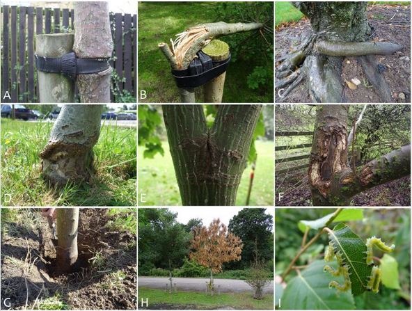 A collage of various trees and the last image a leaf with caterpillars