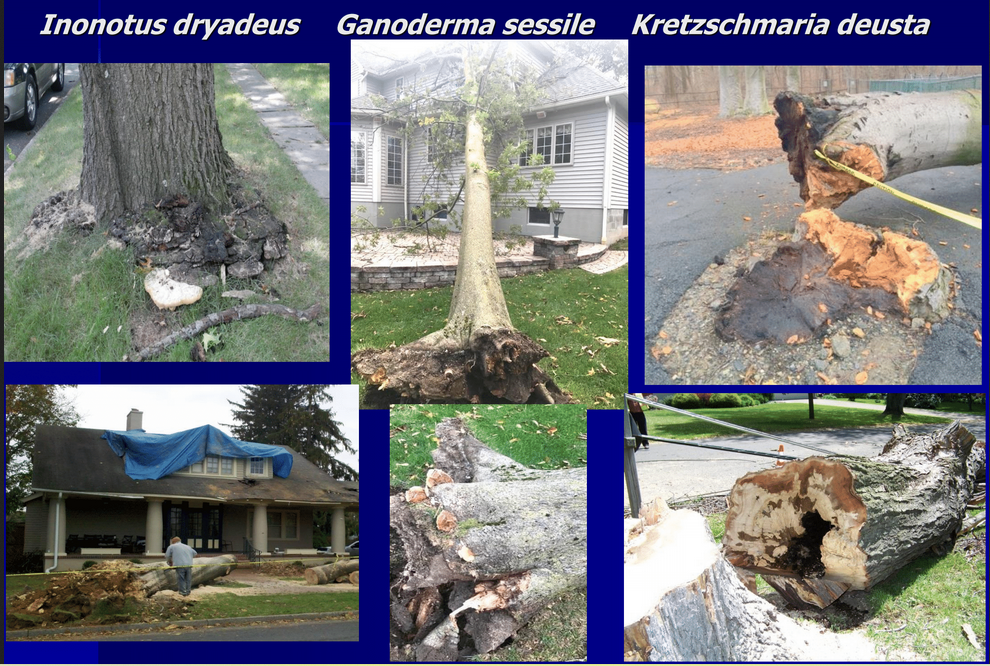 Trees with Inontus dryadeus, Ganoderma sessile, Kretzschmaria deusta