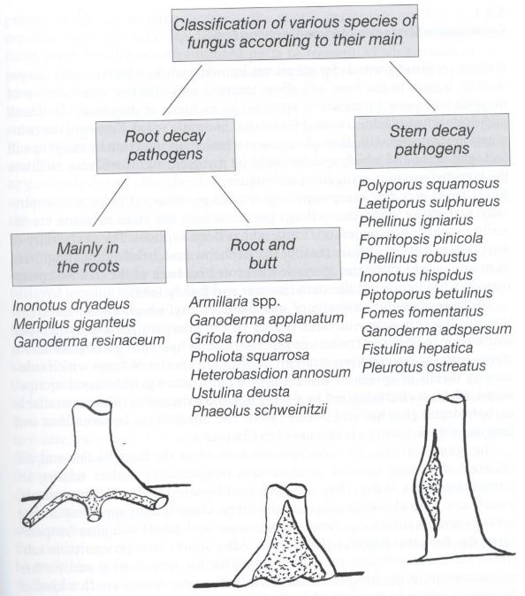 Graph of Classification of various species of fungus according to their main