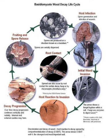 Graph of Basidomycete Wood Decay Life Cycle