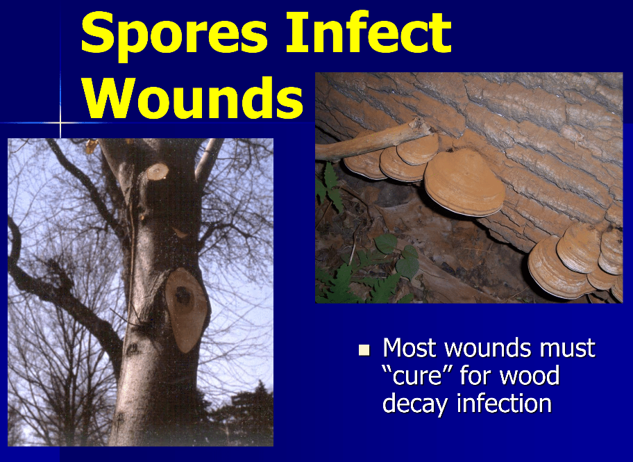 Spores Infect Wounds - Most wounds must "cure" for wood decay infection with spore image and tree branches trimmed