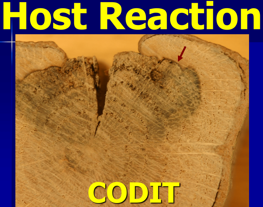 Host Reaction CODIT with image of Codit