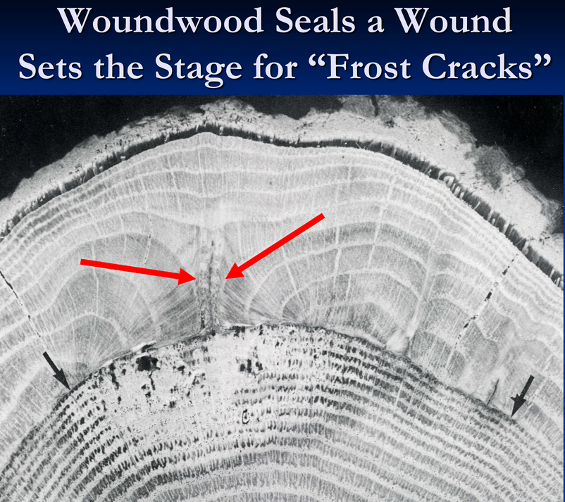 Woundwood Seals a Wound Sets the Stage for "Frost Cracks" with image of cracks