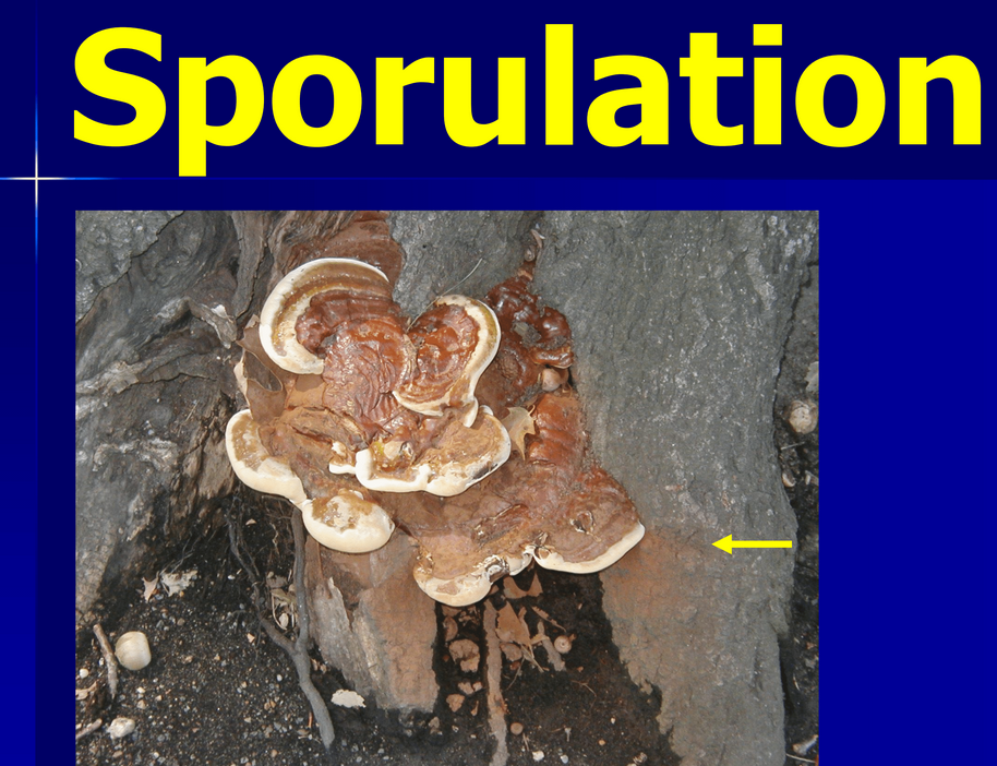 Sporulation slide with image