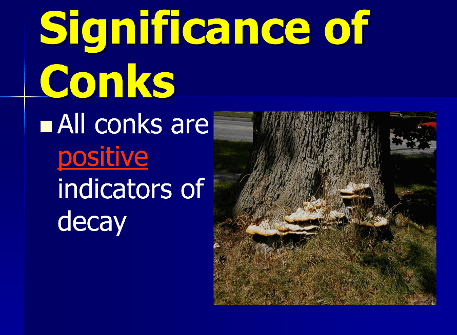 Significance of Conks - All conks are positive indicators of decay slide with picture of conks 