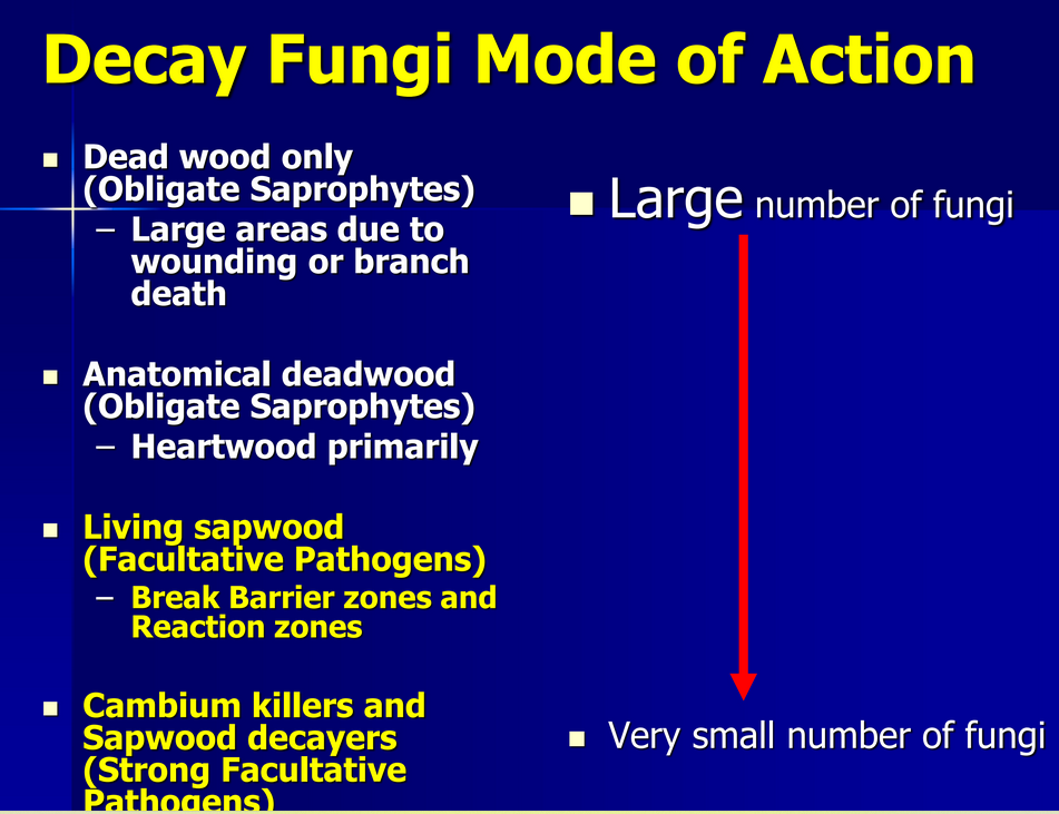 Decay Fungi Mode of Action slide