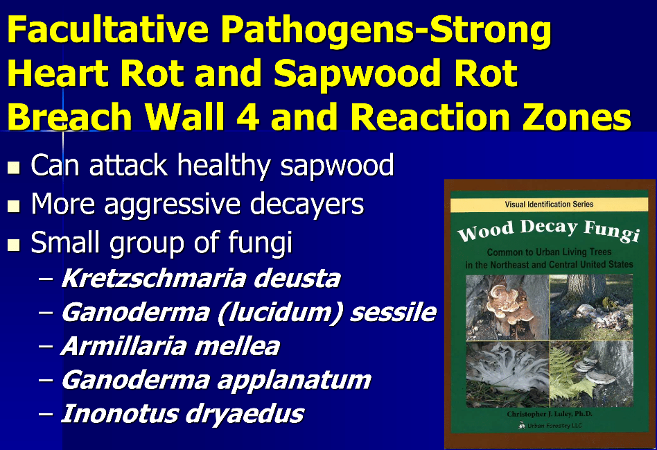 Facultative Pathogens slide