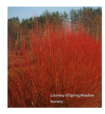 Cornus s. 'Cardinal'