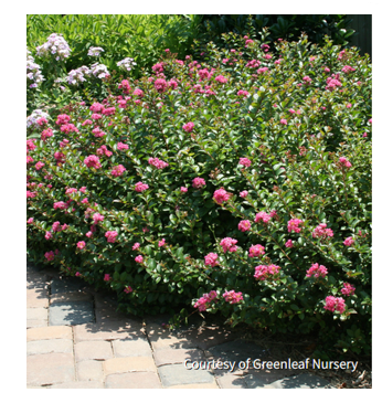 Lagerstroemia 'Pocomoke'