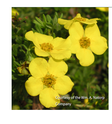 Potentilla f. 'Goldfinger'