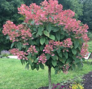 Tardiva Panicle Hydrangea tree