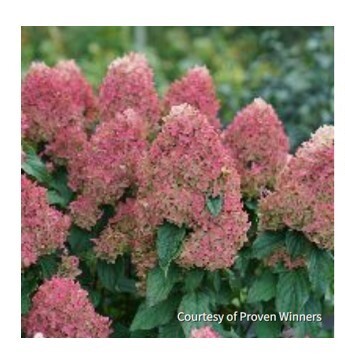 Hydrangea p. Quick Fire FabÂ® picture Courtesy of Proven Winners