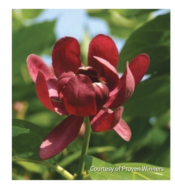 Calycanthus 'Aphrodite' flower, image courtesy of Proven Winners