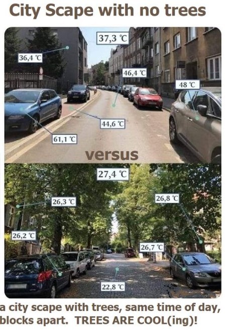 City Scape temperatures with no trees vs. trees