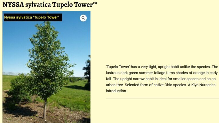 NYSSA Sylvatica Tupelo Tower tree