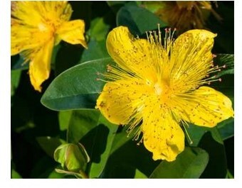 Hypericum calycinum flowers