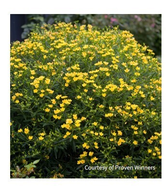 Hypericum Sunny BoulevardÂ® bush image Courtesy of Proven Winners