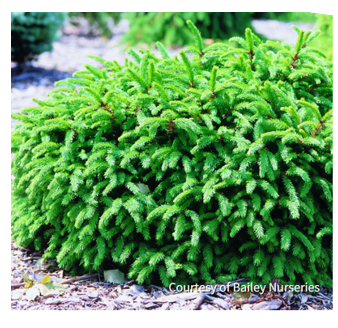 Picea a. 'Pumila'