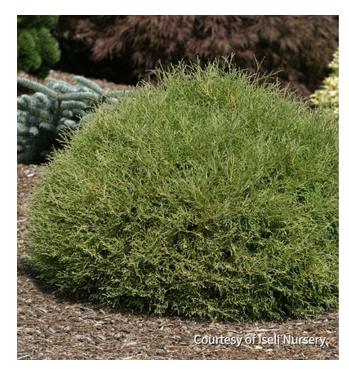 Thuja o. Mr Bowling BallÂ®