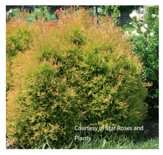 Thuja o. Mr Fire ChiefÂ®