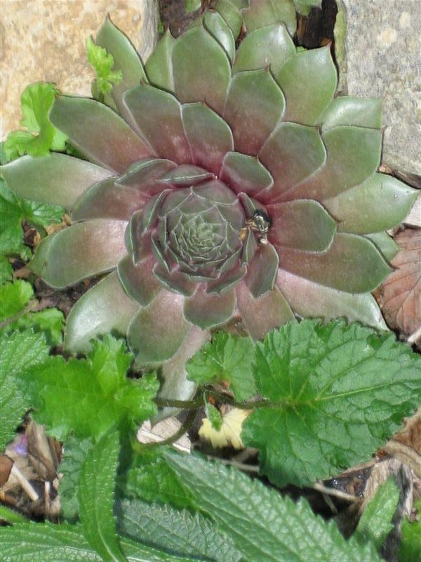 succulent plant