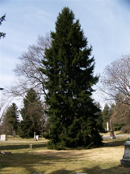 Oriental Spruce tree