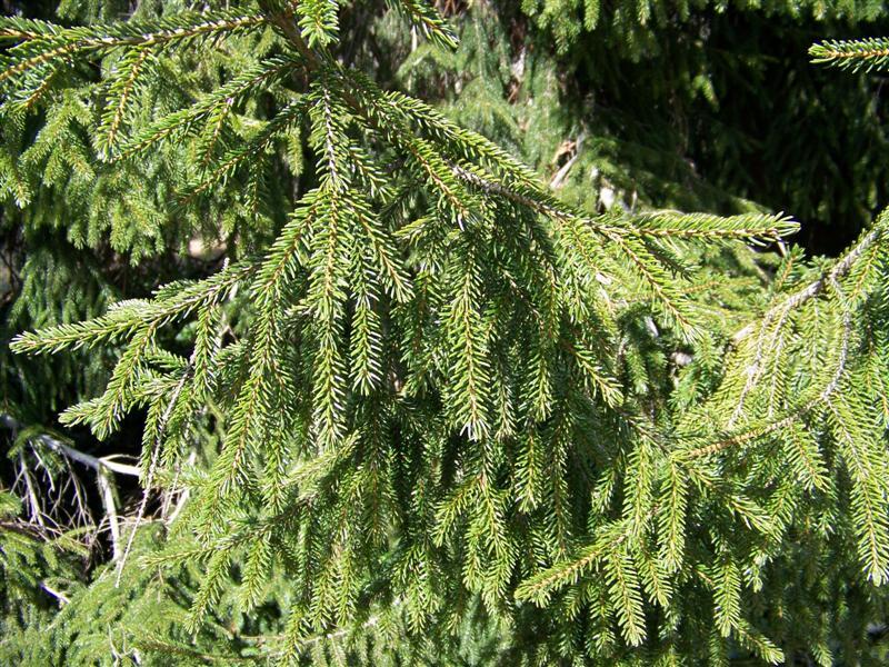 Oriental Spruce branch