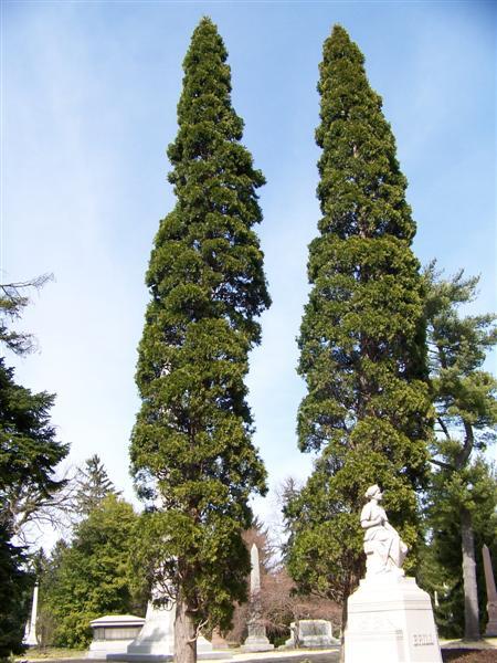 California Incensecedar trees