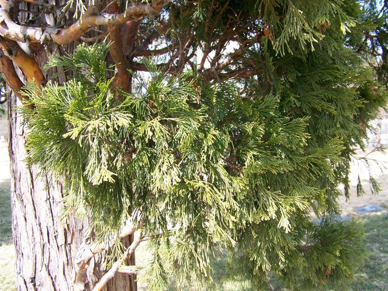 California Incensecedar branches