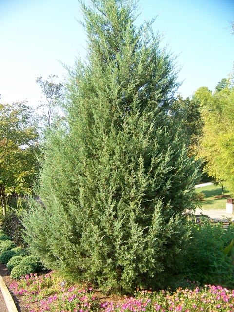 Stover Eastern Redcedar tree