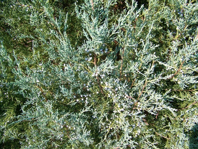 Stover Eastern Redcedar branches close-up