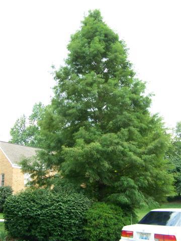 Bald Cypress tree