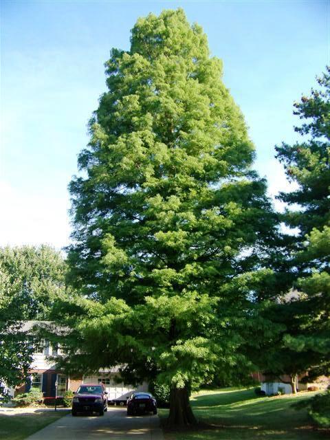 Bald Cypress tree