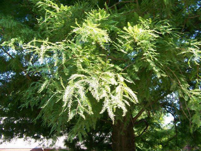 Bald Cypress tree branch