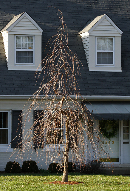 Cascade Falls Weeping Bald Cypress tree in front of house