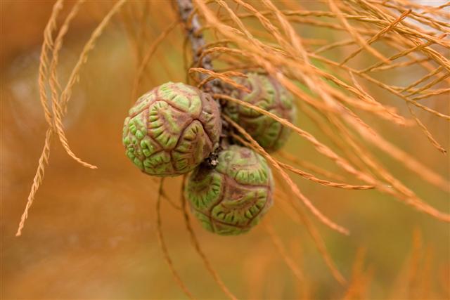 Pond Cypress buds