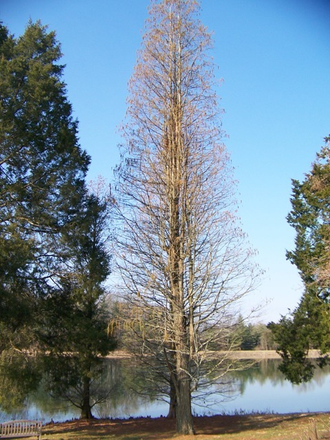 Prairie Sentinel Pondcypress tree