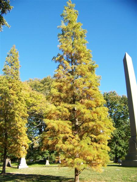 Pond Cypress tree