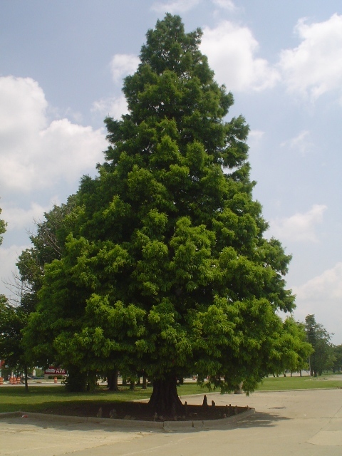 Bald Cypress tree