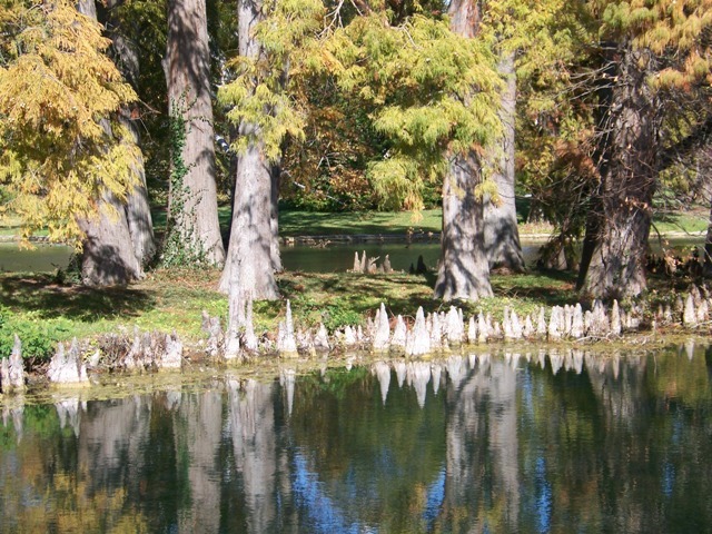 Bald Cypress trees on edge of water