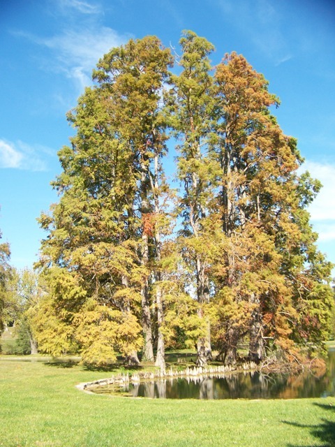 Bald Cypress tree