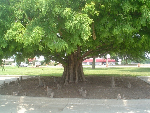 Bald Cypress trunk and branches