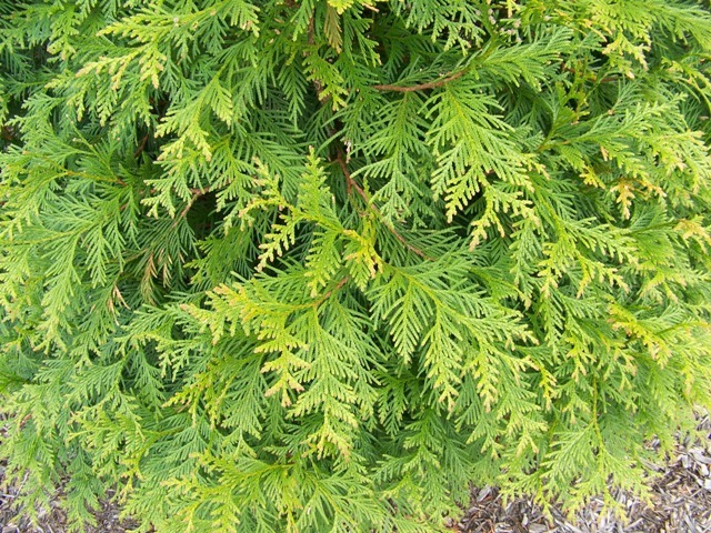 Green Giant Arborvitae close-up of branches