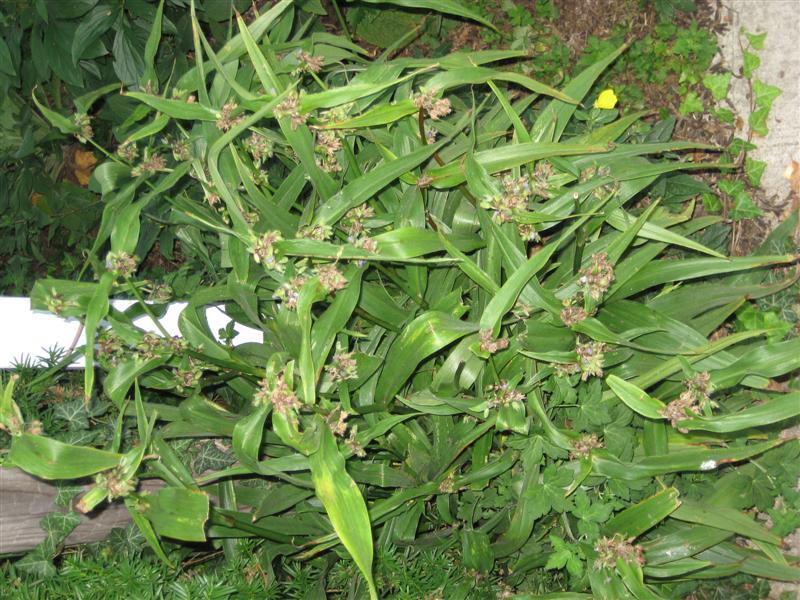 Spiderwort plant