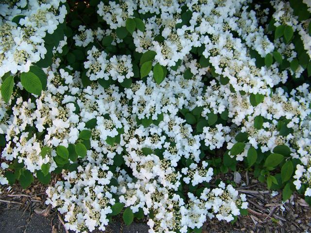 Shasta Doublefile Viburnum flowers