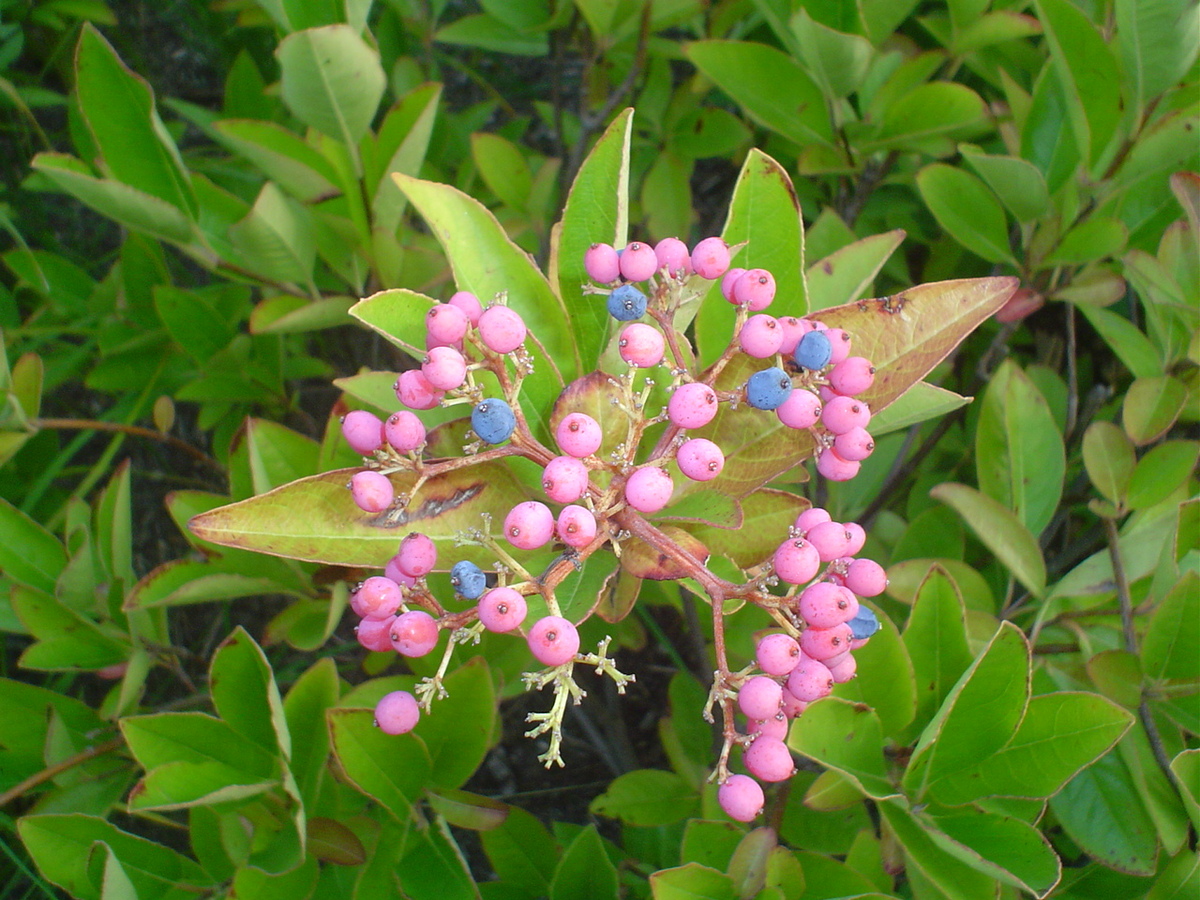 Witherod Viburnum Pink berries