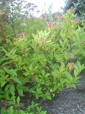 Witherod Viburnum plant